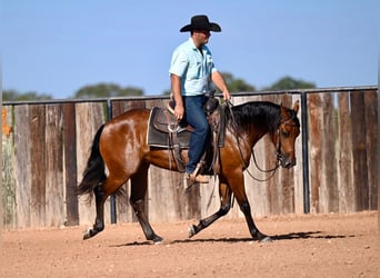 Caballo cuarto de milla, Yegua, 2 años, 147 cm, Castaño rojizo