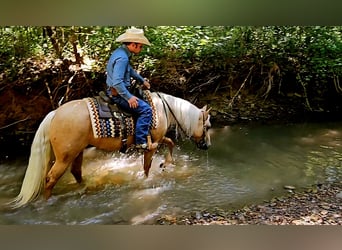 Caballo cuarto de milla, Yegua, 2 años, 147 cm, Palomino