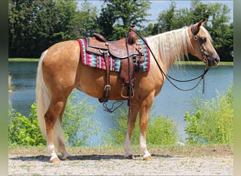 Caballo cuarto de milla, Yegua, 2 años, 147 cm, Palomino