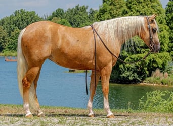 Caballo cuarto de milla, Yegua, 2 años, 147 cm, Palomino