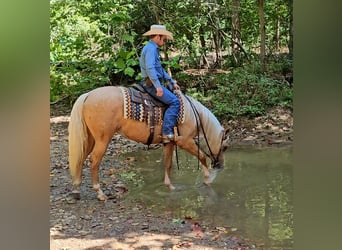 Caballo cuarto de milla, Yegua, 2 años, 147 cm, Palomino