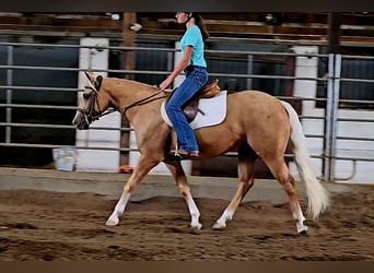 Caballo cuarto de milla, Yegua, 2 años, 147 cm, Palomino
