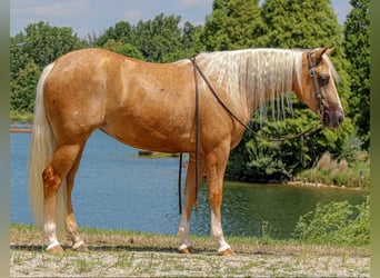 Caballo cuarto de milla, Yegua, 2 años, 147 cm, Palomino