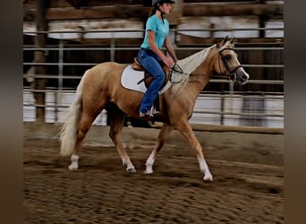 Caballo cuarto de milla, Yegua, 2 años, 147 cm, Palomino