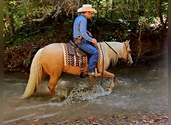 Caballo cuarto de milla, Yegua, 2 años, 147 cm, Palomino
