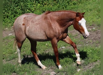 Caballo cuarto de milla, Yegua, 2 años, 147 cm, Ruano alazán