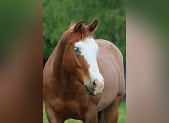 Caballo cuarto de milla, Yegua, 2 años, 147 cm, Ruano alazán