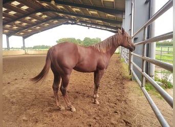 Caballo cuarto de milla, Yegua, 2 años, 148 cm, Alazán