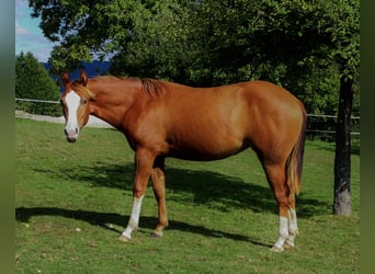 Caballo cuarto de milla, Yegua, 2 años, 148 cm, Alazán