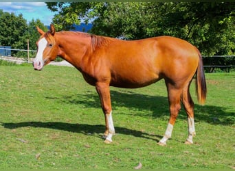 Caballo cuarto de milla, Yegua, 2 años, 148 cm, Alazán