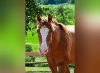 Caballo cuarto de milla, Yegua, 2 años, 148 cm, Alazán