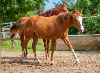 Caballo cuarto de milla, Yegua, 2 años, 148 cm, Alazán