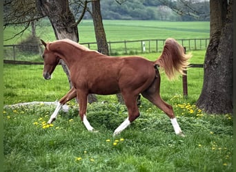 Caballo cuarto de milla, Yegua, 2 años, 148 cm, Alazán