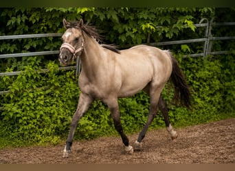Caballo cuarto de milla, Yegua, 2 años, 148 cm, Grullo