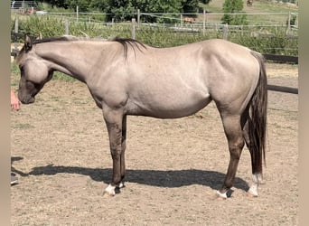 Caballo cuarto de milla, Yegua, 2 años, 148 cm, Grullo