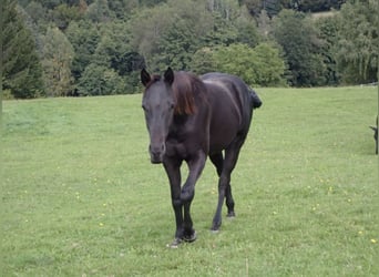 Caballo cuarto de milla, Yegua, 2 años, 148 cm, Negro