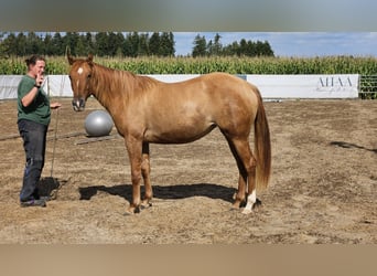 Caballo cuarto de milla, Yegua, 2 años, 148 cm, Red Dun/Cervuno