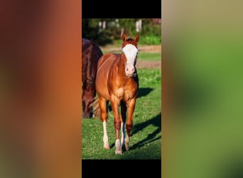 Caballo cuarto de milla, Yegua, 2 años, 149 cm, Red Dun/Cervuno