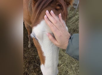 Caballo cuarto de milla, Yegua, 2 años, 149 cm, Red Dun/Cervuno