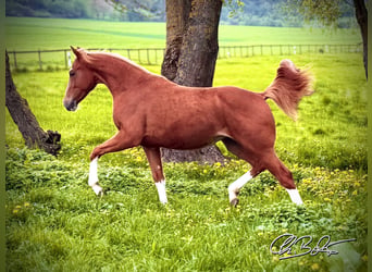 Caballo cuarto de milla, Yegua, 2 años, 150 cm, Alazán