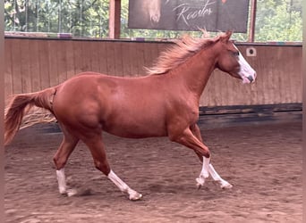 Caballo cuarto de milla, Yegua, 2 años, 150 cm, Alazán