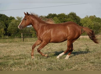 Caballo cuarto de milla, Yegua, 2 años, 150 cm, Alazán