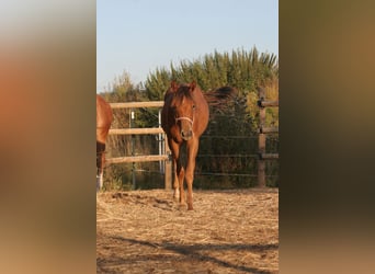 Caballo cuarto de milla, Yegua, 2 años, 150 cm, Alazán