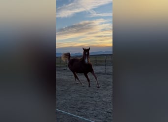 Caballo cuarto de milla, Yegua, 2 años, 150 cm, Alazán