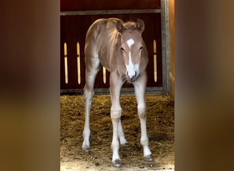 Caballo cuarto de milla, Yegua, 2 años, 150 cm, Alazán