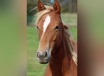 Caballo cuarto de milla, Yegua, 2 años, 150 cm, Alazán