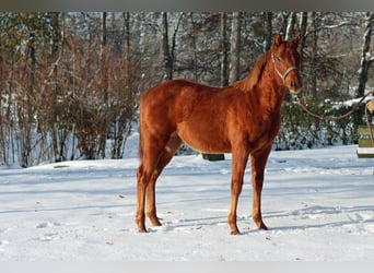 Caballo cuarto de milla, Yegua, 2 años, 150 cm, Alazán