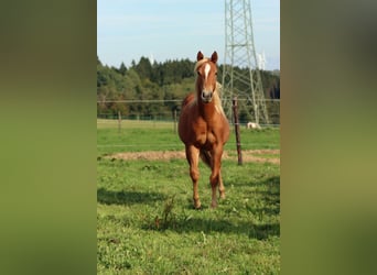 Caballo cuarto de milla, Yegua, 2 años, 150 cm, Alazán