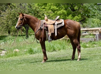 Caballo cuarto de milla, Yegua, 2 años, 150 cm, Alazán rojizo