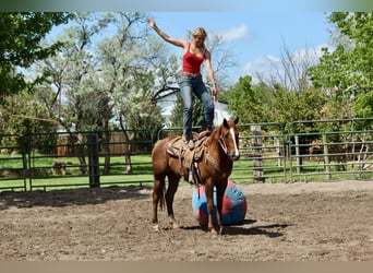 Caballo cuarto de milla, Yegua, 2 años, 150 cm, Alazán rojizo