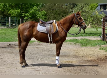 Caballo cuarto de milla, Yegua, 2 años, 150 cm, Alazán rojizo