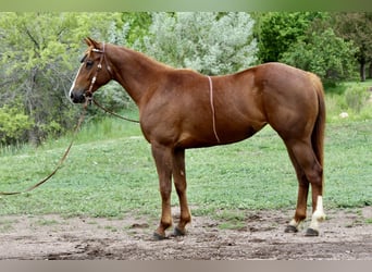 Caballo cuarto de milla, Yegua, 2 años, 150 cm, Alazán rojizo