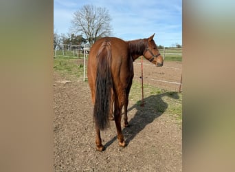 Caballo cuarto de milla, Yegua, 2 años, 150 cm, Alazán-tostado