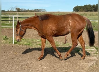 Caballo cuarto de milla, Yegua, 2 años, 150 cm, Alazán-tostado