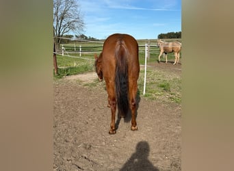 Caballo cuarto de milla, Yegua, 2 años, 150 cm, Alazán-tostado
