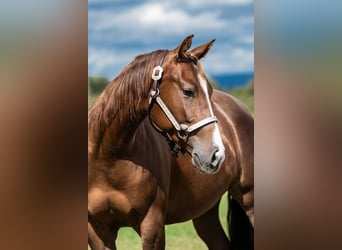 Caballo cuarto de milla, Yegua, 2 años, 150 cm, Alazán-tostado