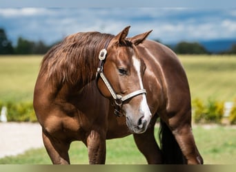 Caballo cuarto de milla, Yegua, 2 años, 150 cm, Alazán-tostado