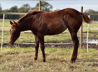 Caballo cuarto de milla, Yegua, 2 años, 150 cm, Alazán-tostado