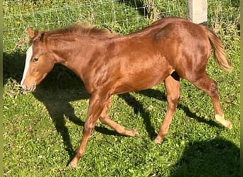 Caballo cuarto de milla, Yegua, 2 años, 150 cm, Alazán-tostado