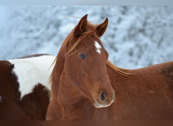 Caballo cuarto de milla, Yegua, 2 años, 150 cm, Alazán-tostado