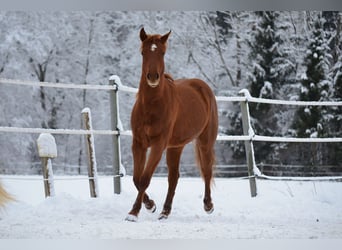 Caballo cuarto de milla, Yegua, 2 años, 150 cm, Alazán-tostado