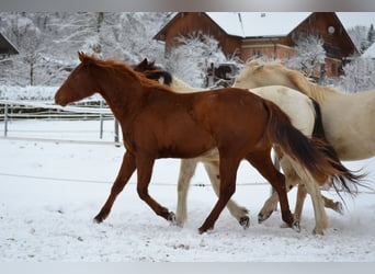 Caballo cuarto de milla, Yegua, 2 años, 150 cm, Alazán-tostado