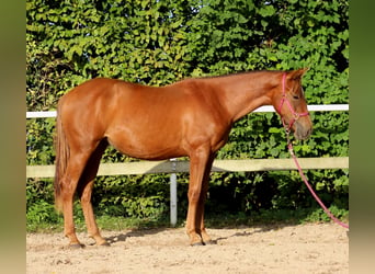 Caballo cuarto de milla, Yegua, 2 años, 150 cm, Alazán-tostado