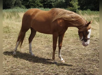 Caballo cuarto de milla, Yegua, 2 años, 150 cm, Alazán