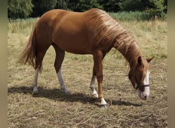 Caballo cuarto de milla, Yegua, 2 años, 150 cm, Alazán