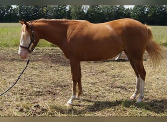 Caballo cuarto de milla, Yegua, 2 años, 150 cm, Alazán